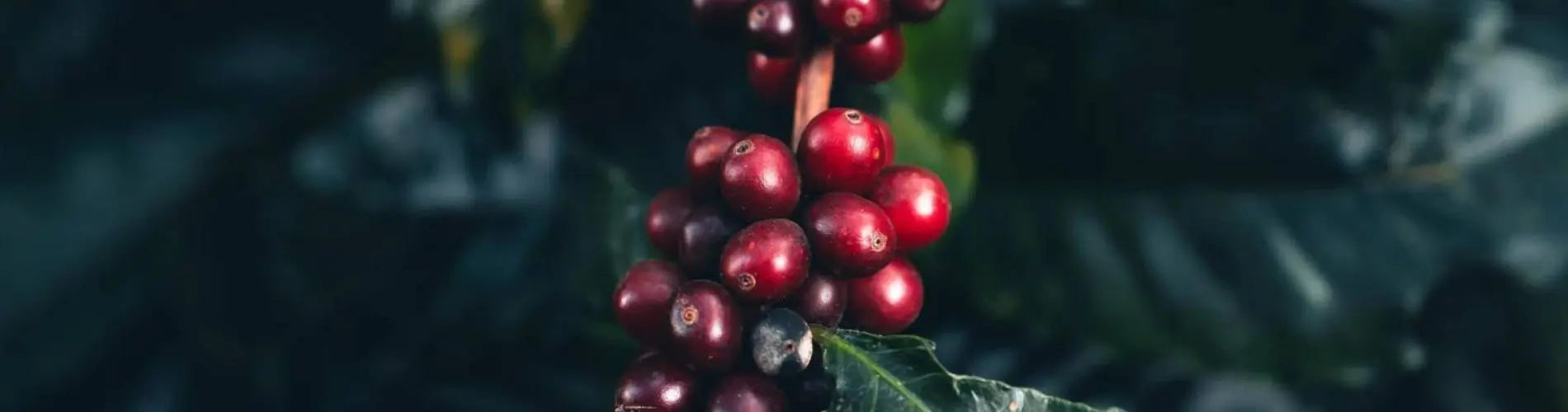 Coffee beans at Coffee USA